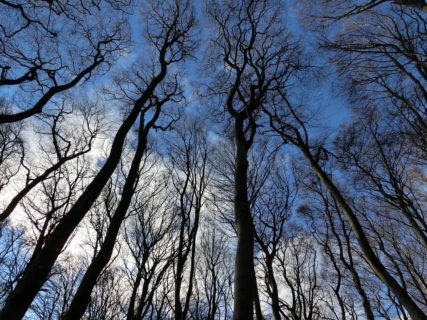 建築材料としての木材の有益な健康効果